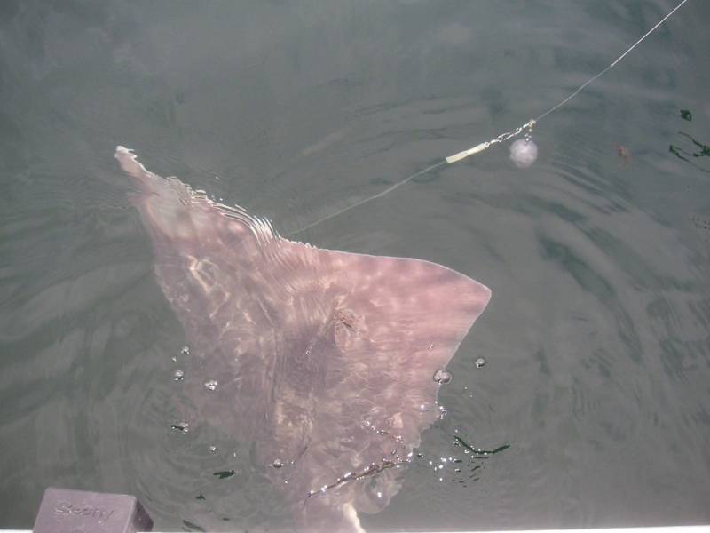 Pacific halibut in Alaska