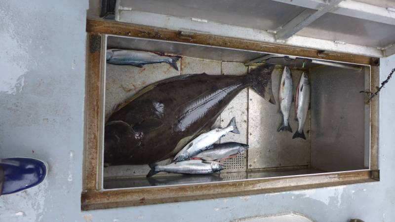 Coho salmon, Pacific halibut in Alaska