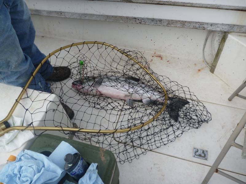 Coho salmon in Alaska