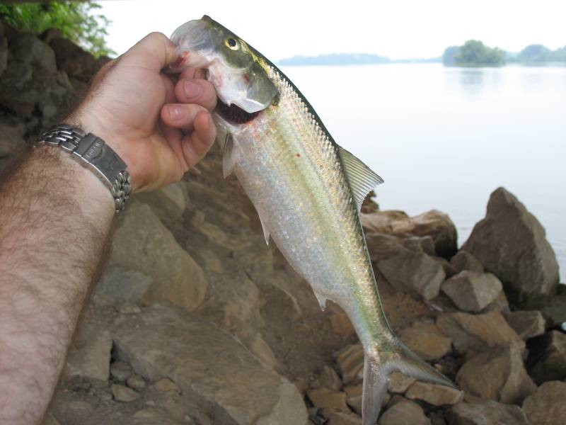 American shad in Wheeler Lake