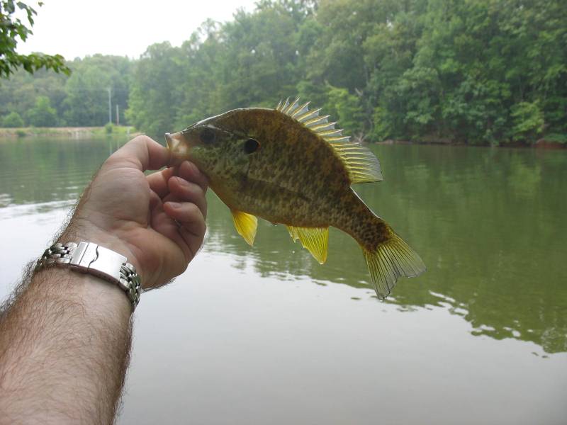 Longear Sunfish in Wheeler Lake