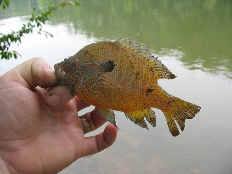 Pumpkinseed sunfish in Wheeler Lake