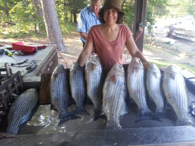Striped bass in Midway