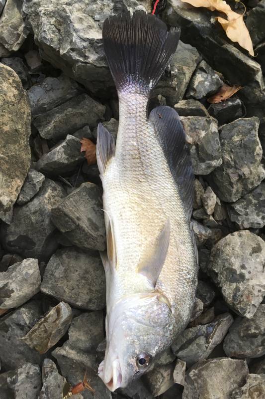 Freshwater drum in Heber Springs