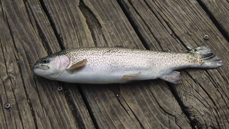 Rainbow trout in Clinton