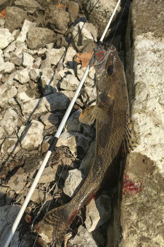 Sauger in Heber Springs