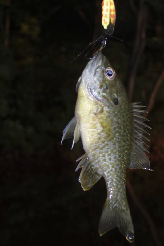 Green sunfish in Midway
