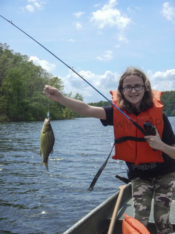 Yellow bass in Heber Springs