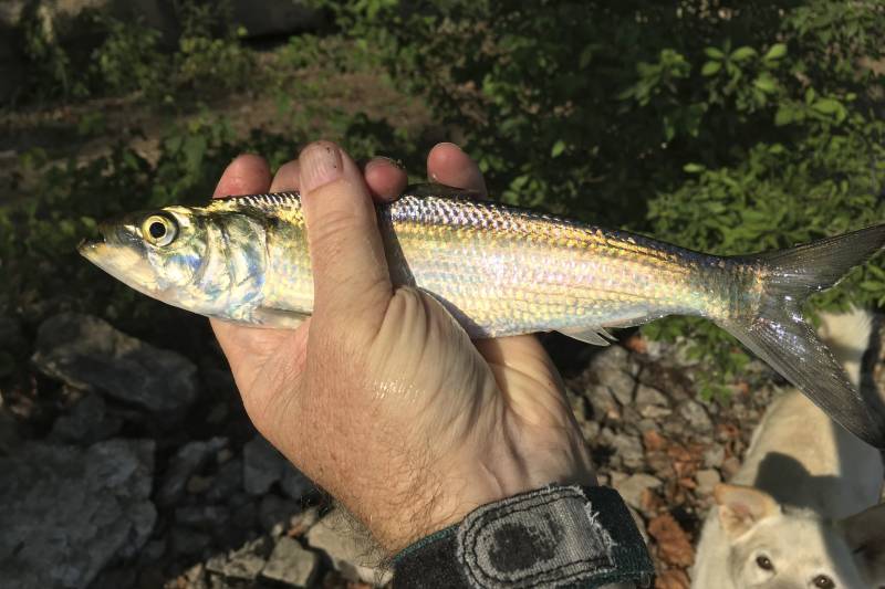 American shad in Heber Springs