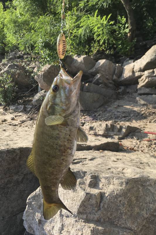 Smallmouth bass in Heber Springs