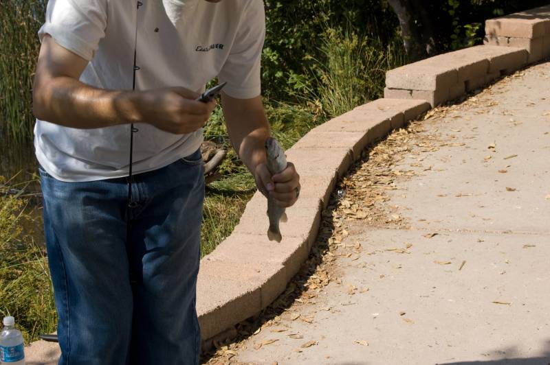 Rainbow trout in Arizona