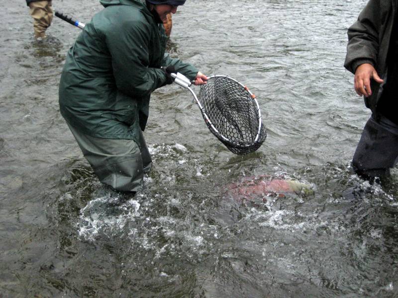 Sockeye salmon in Alaska