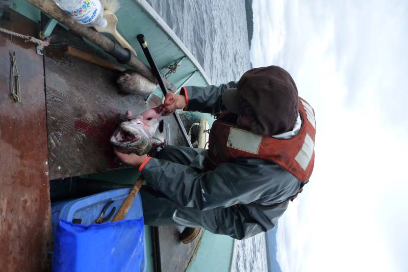 King salmon in Alaska