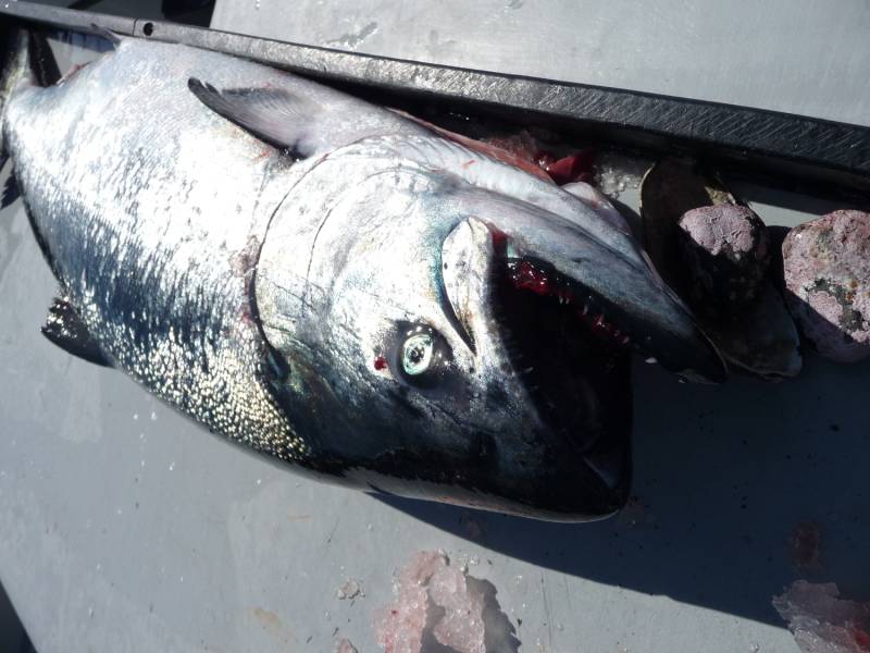 King salmon in Homer