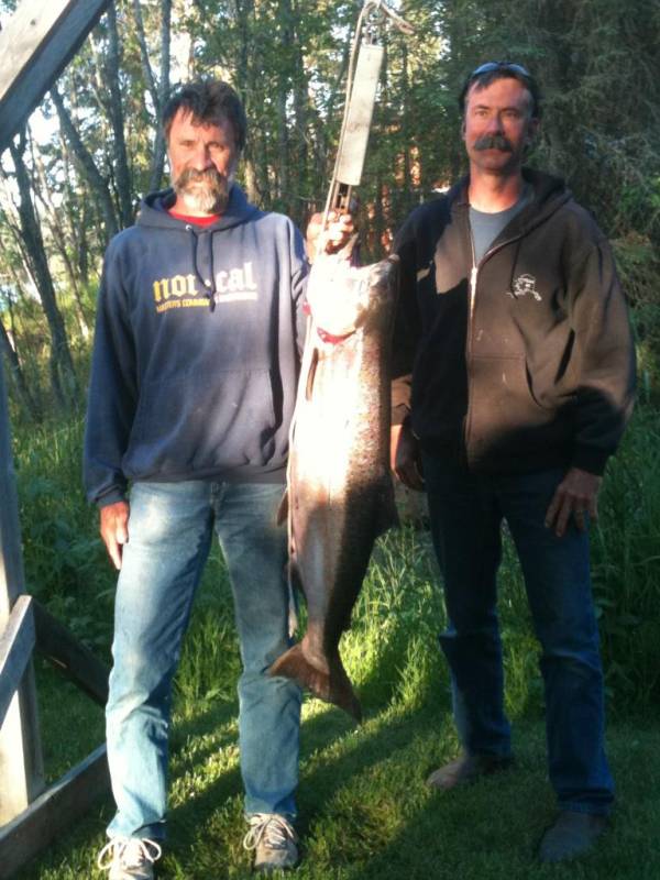 King salmon in Soldotna