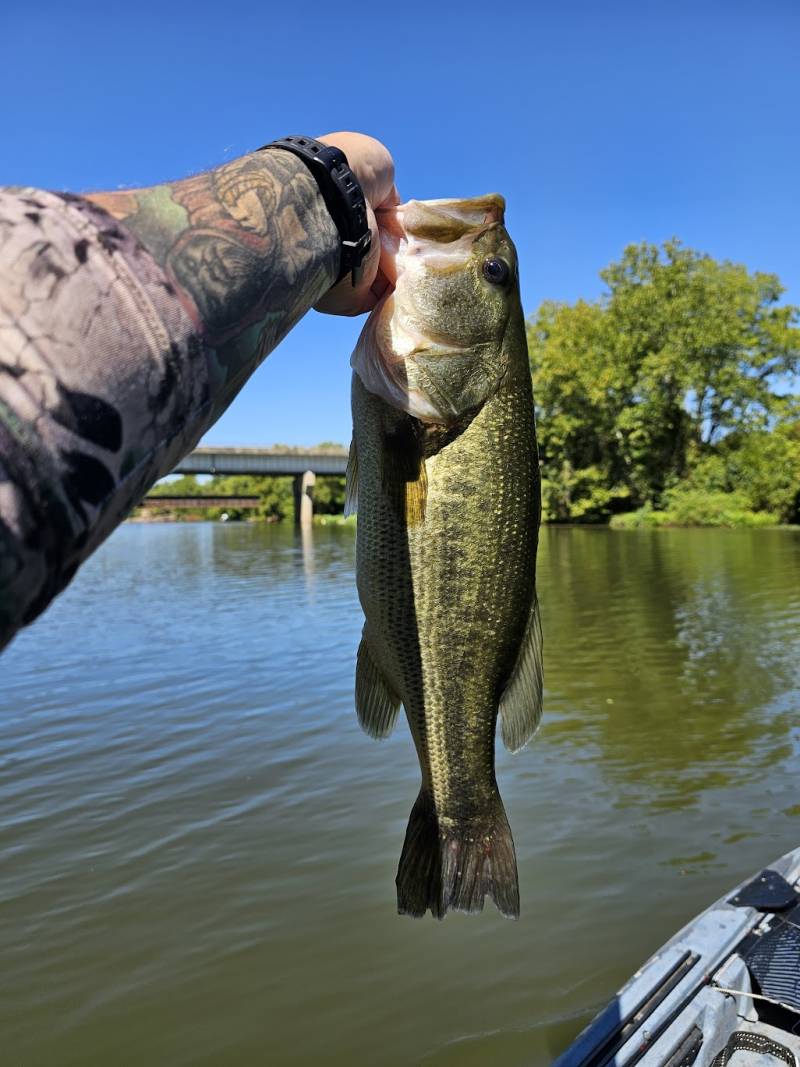 Largemouth bass in Caldwell