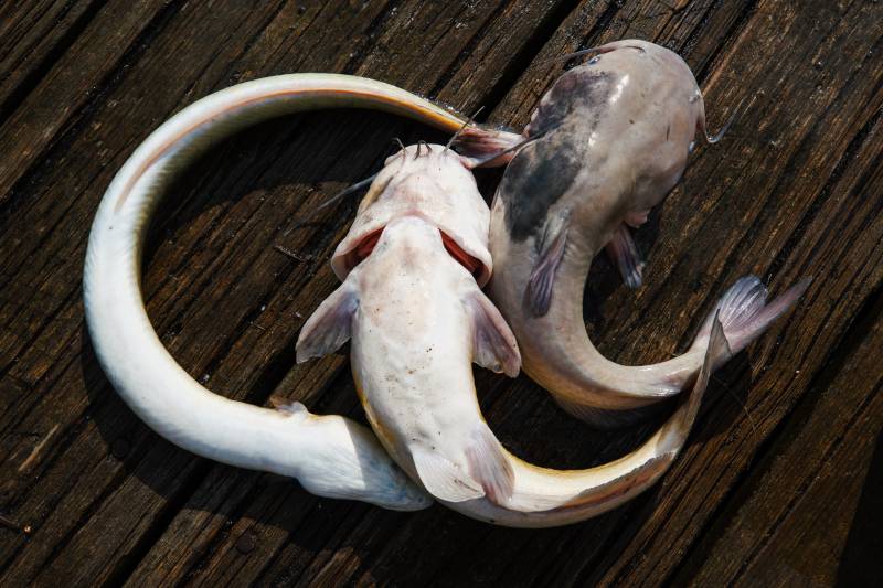 Blue catfish in Alexandria