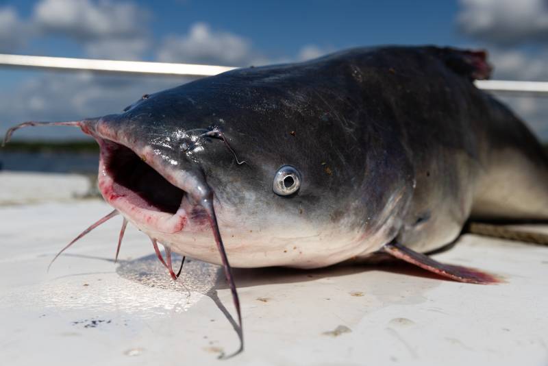 Blue catfish in Newport