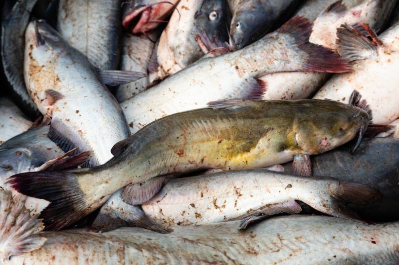 Blue catfish, Channel catfish in Alexandria