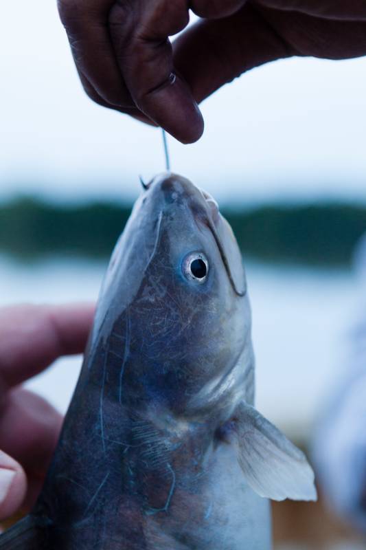 Blue catfish in Fredericksburg