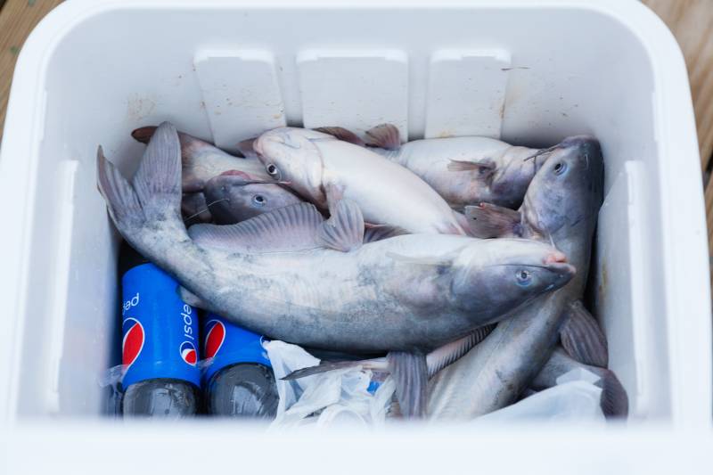 Blue catfish in Fredericksburg