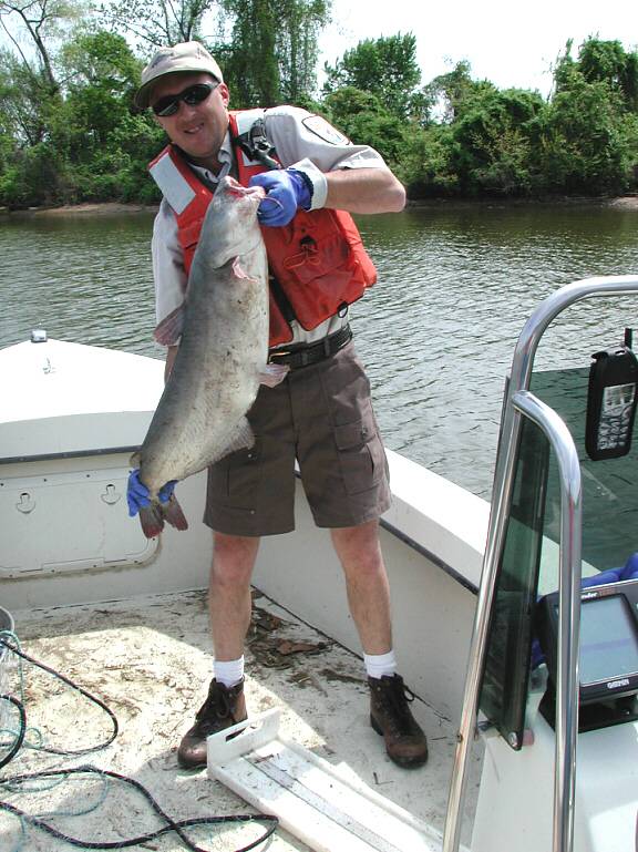 Blue catfish in Alexandria