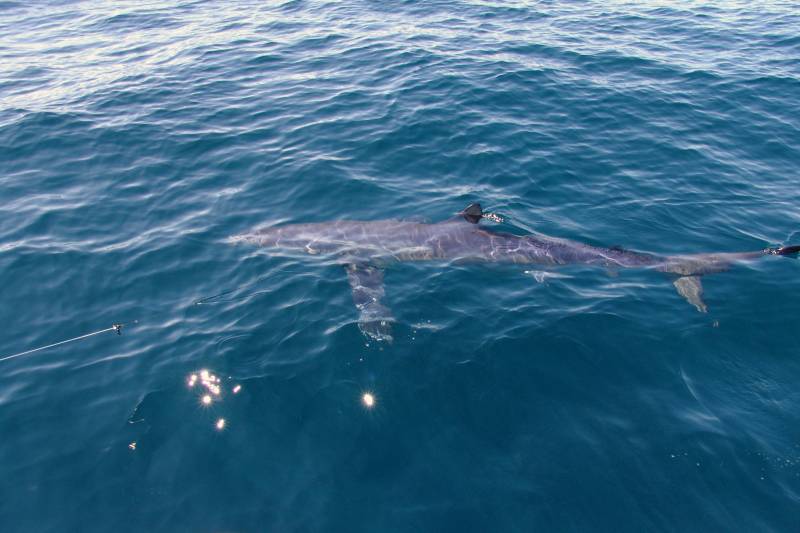 Blue shark in Village of East Hampton