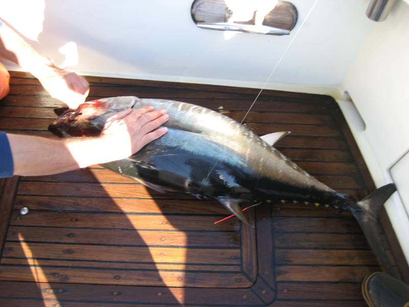 Bluefin tuna in Lawrence