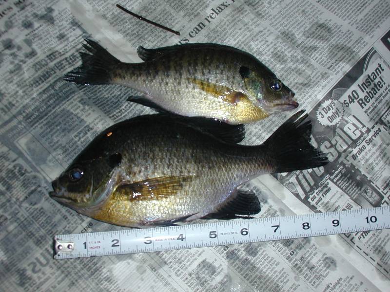 Bluegill in Constantine