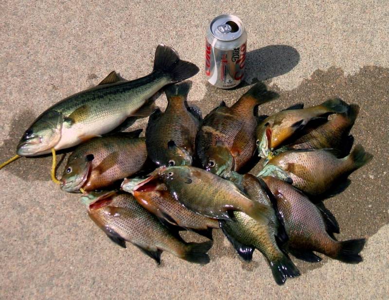 Bluegill, Largemouth bass in Kearney