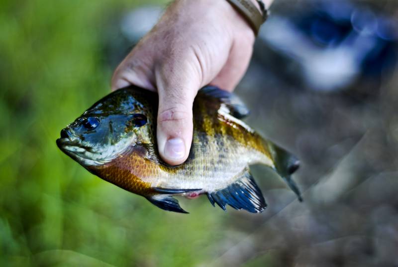 Bluegill in Minnesota