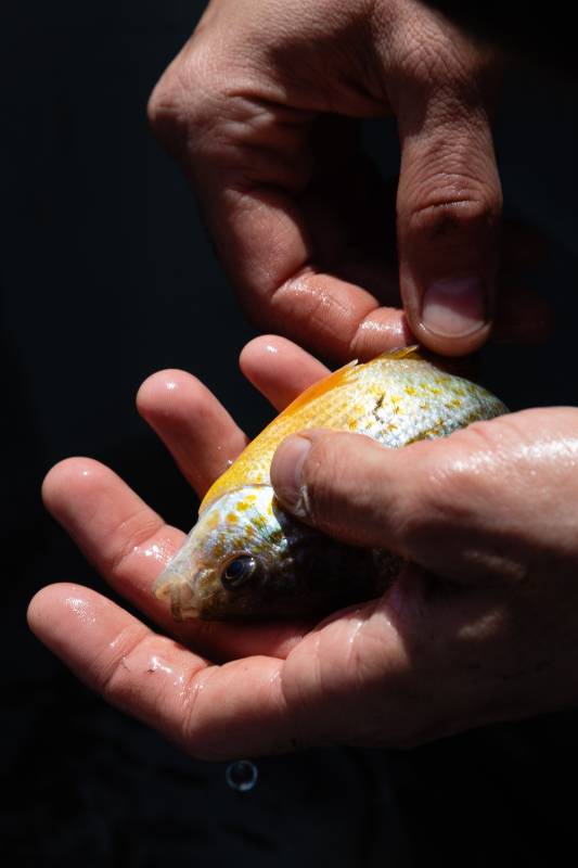 Pumpkinseed sunfish in Alexandria