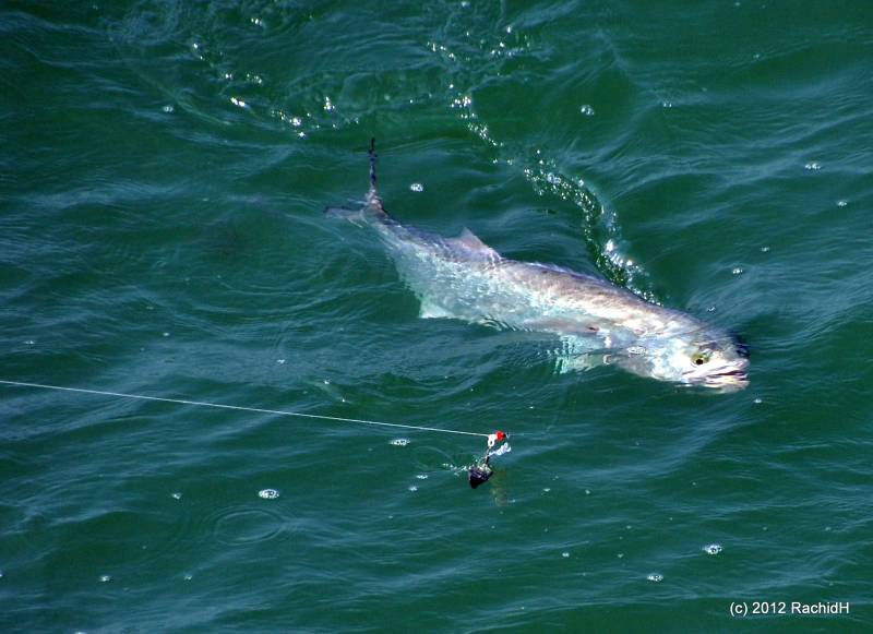Bluefish in North Topsail Beach