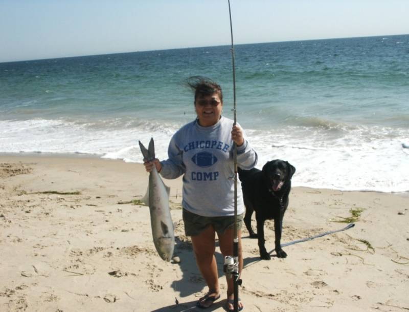 Bluefish in New London