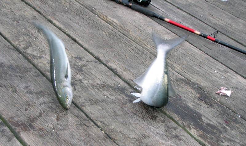 Bluefish in Bethany