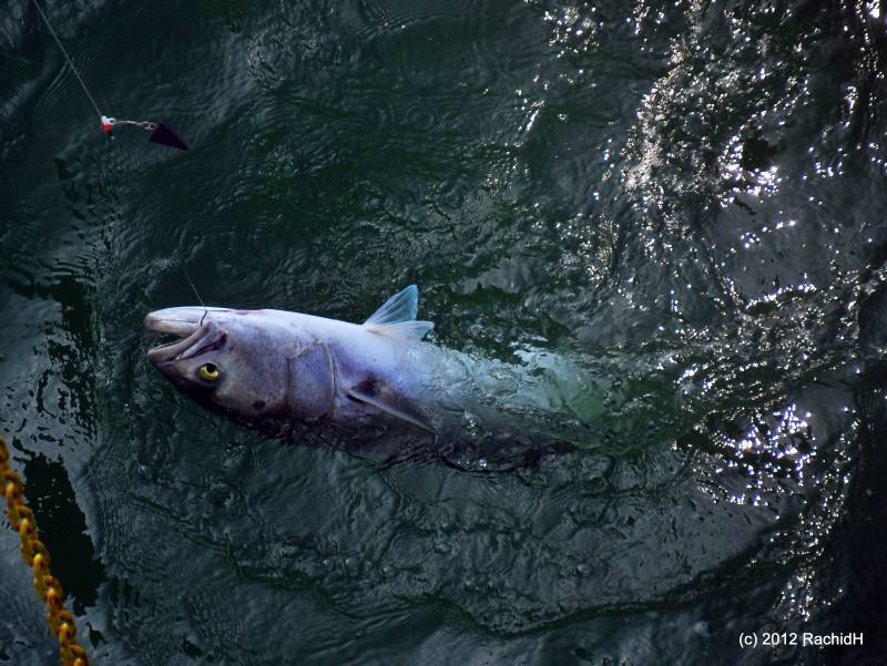 Bluefish in North Topsail Beach