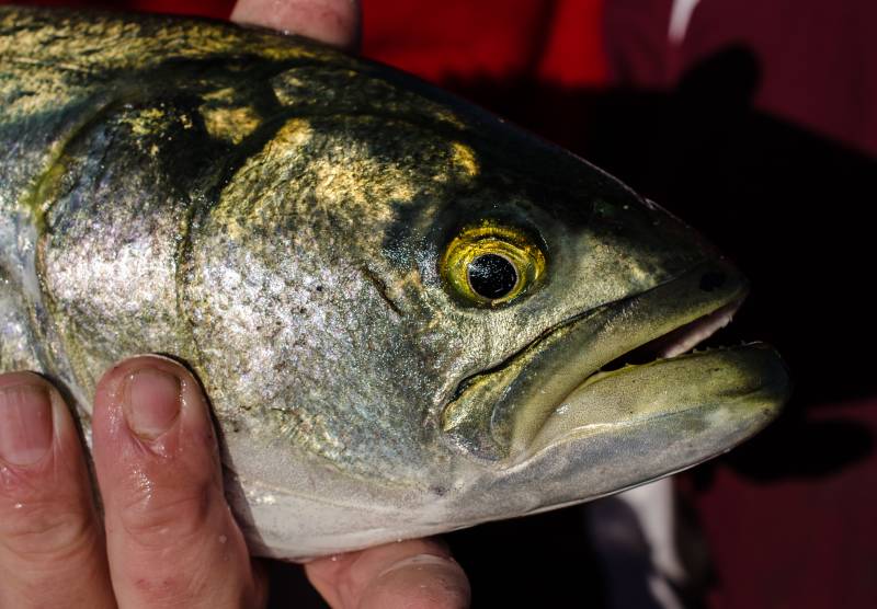 Bluefish in Falmouth