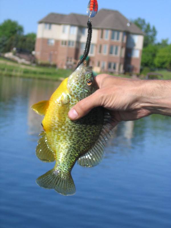 Bluegill in Sylvan Lake