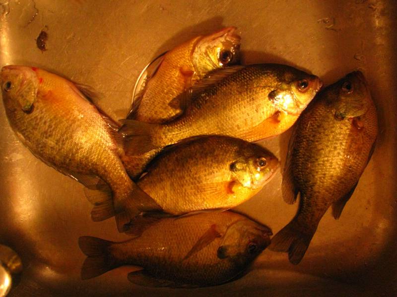 Bluegill in Blissfield