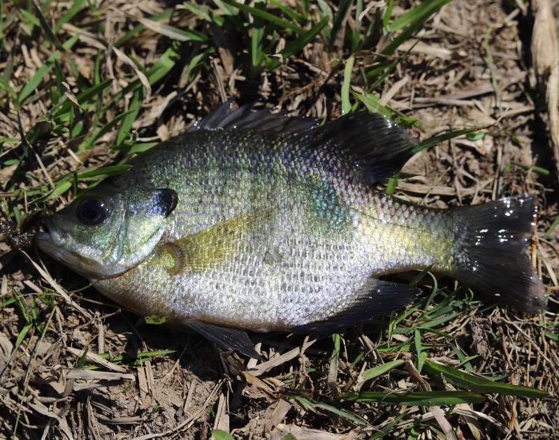 Bluegill in Louisiana