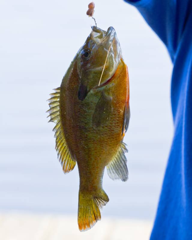 Bluegill in Naples