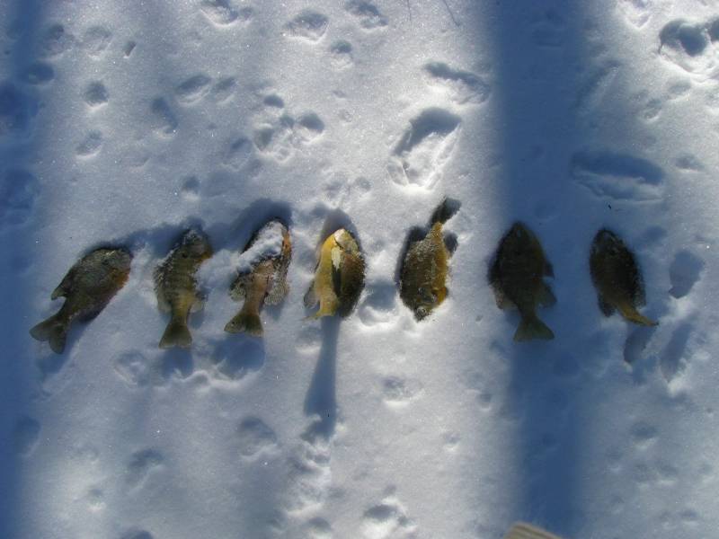 Bluegill in Blissfield