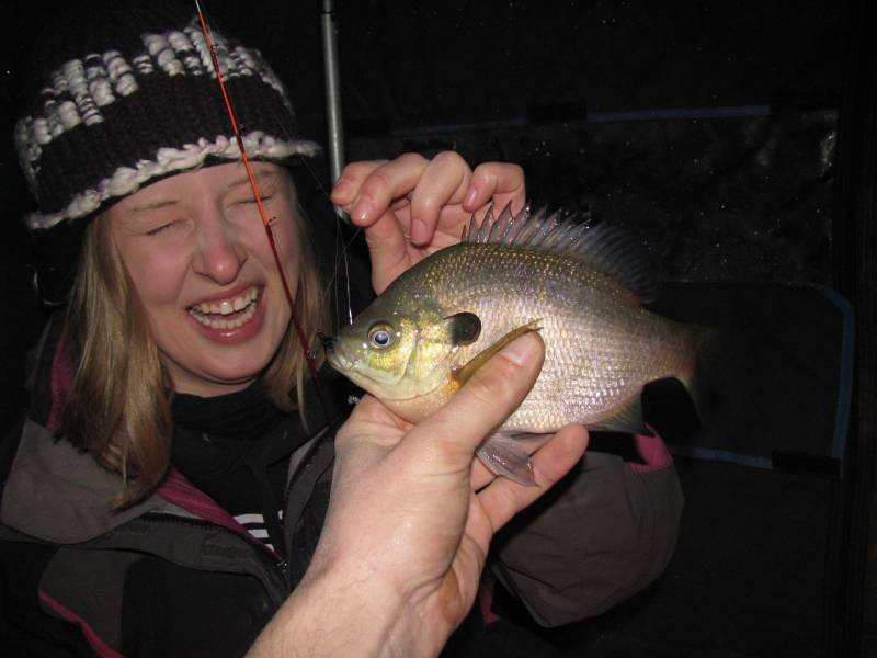 Bluegill in Blissfield