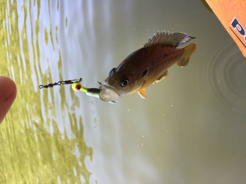 Bluegill in Alexandria