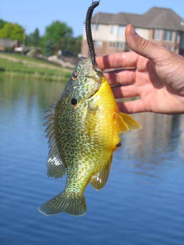 Bluegill in Sylvan Lake