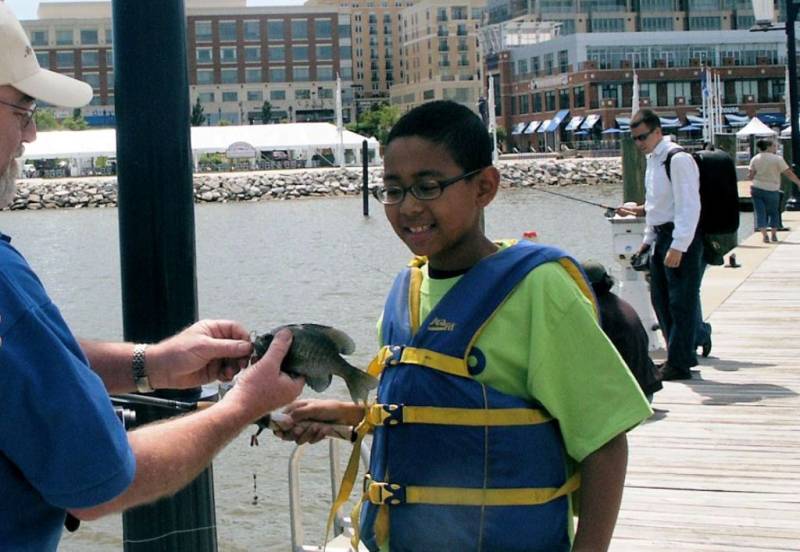 Bluegill in Alexandria