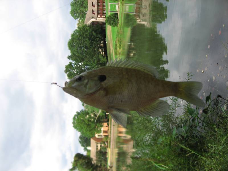 Bluegill in Charlottesville
