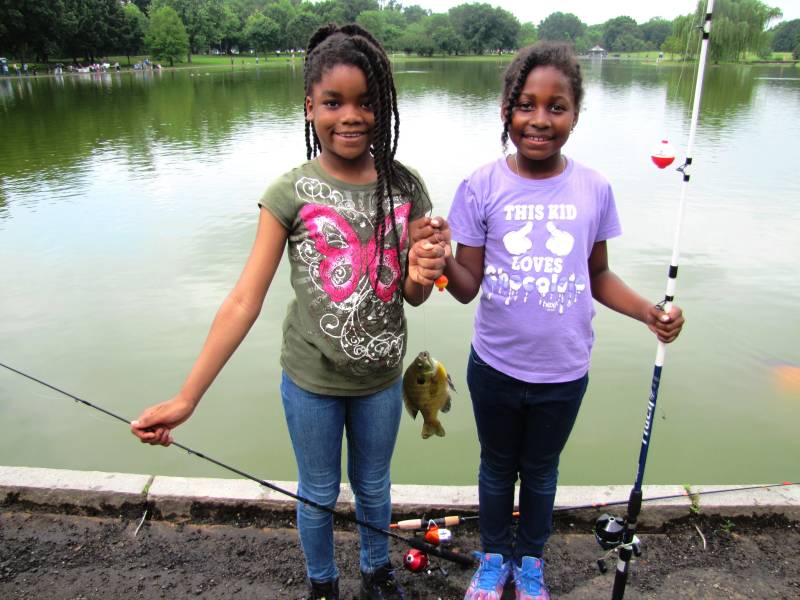 Bluegill in Alexandria