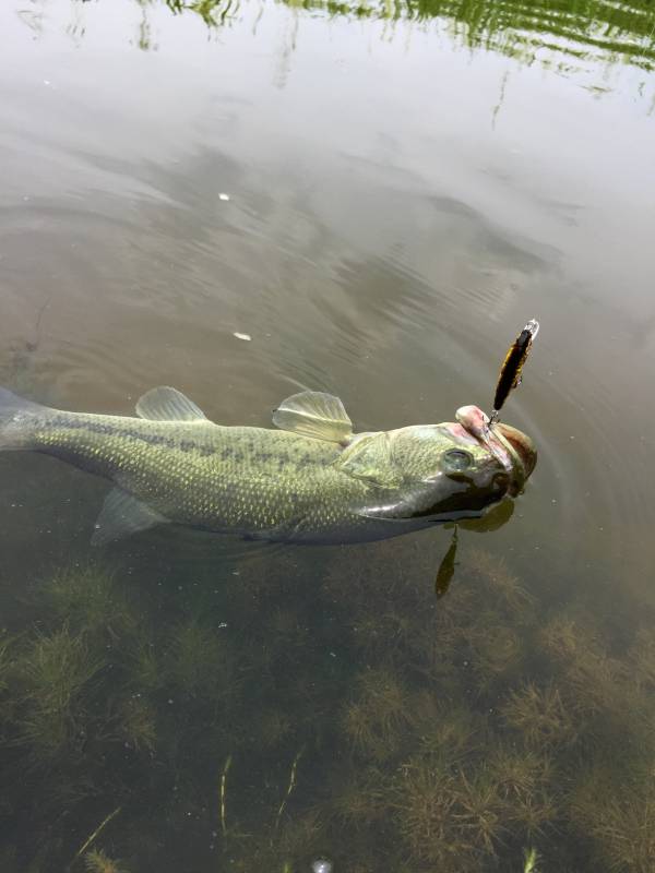 Largemouth bass in Alexandria