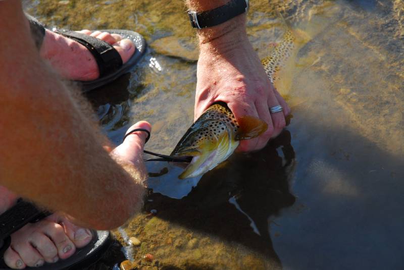 Brown trout in Montana